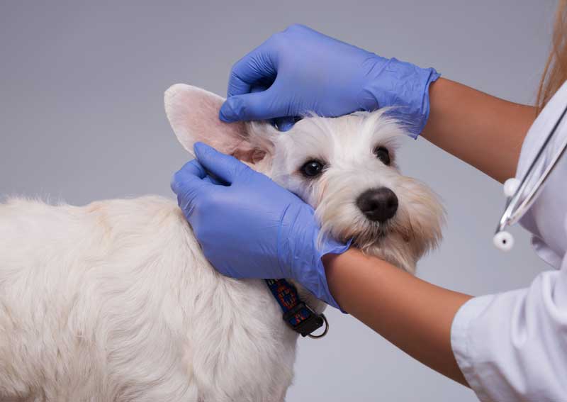 Carousel Slide 4: Dog veterinarians