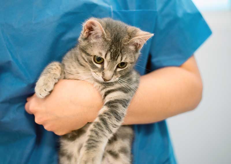 Carousel Slide 5: Cat care for all stages of life