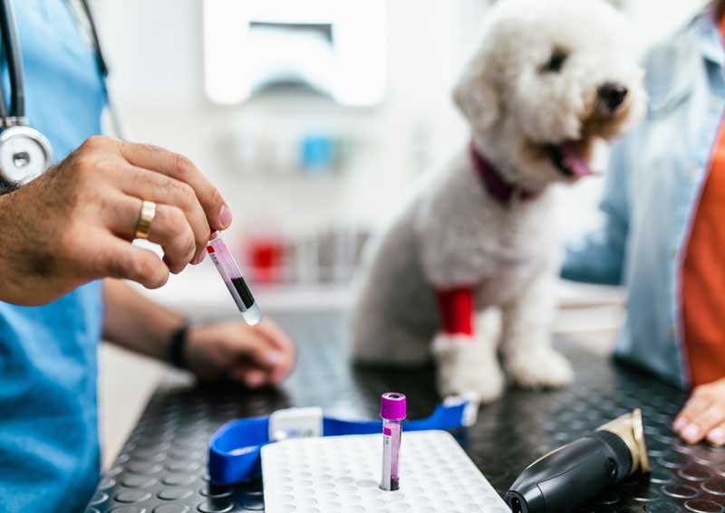 Carousel Slide 6: Pet diagnostic services
